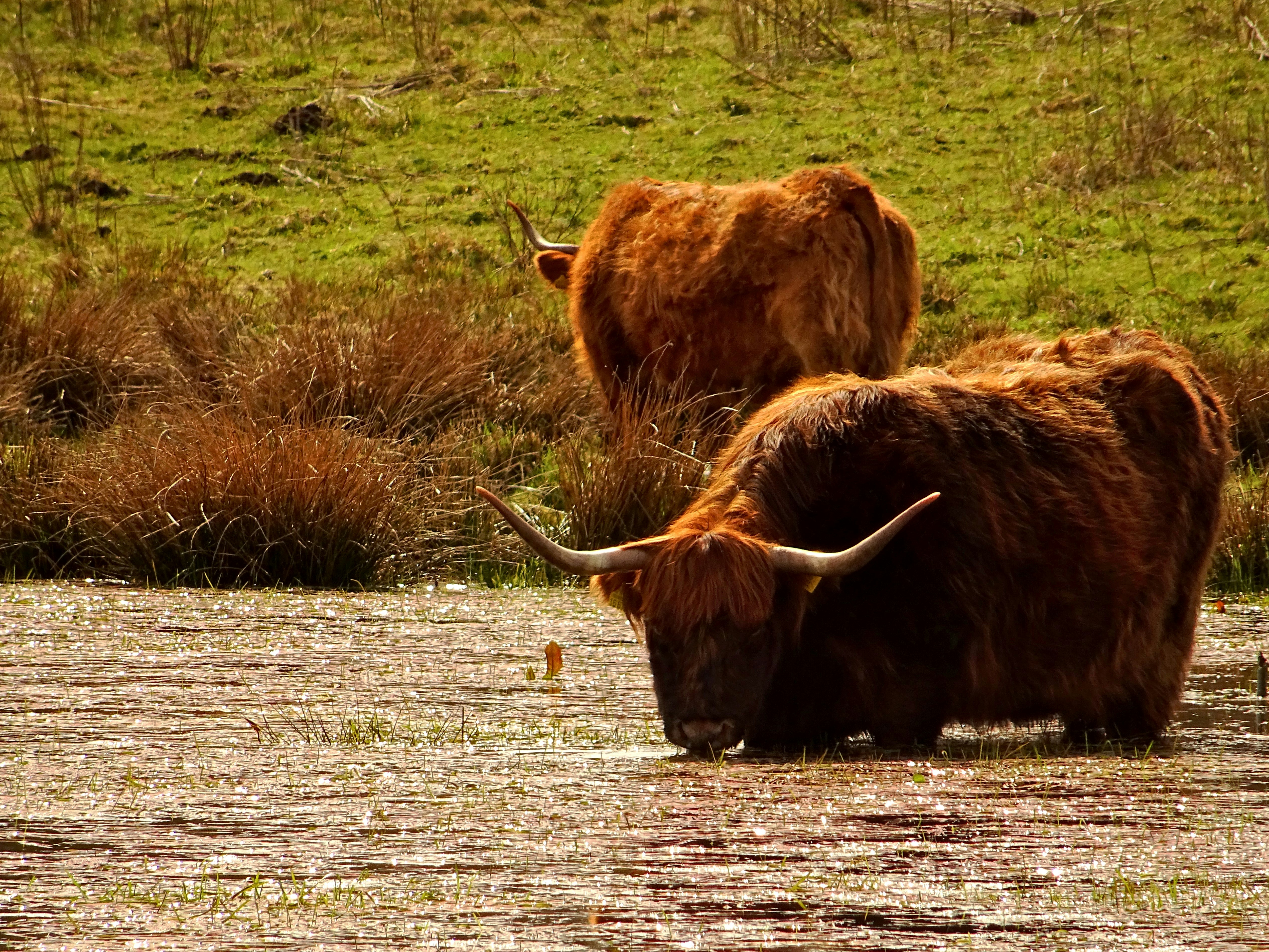 a couple of animals that are standing in the grass, 
