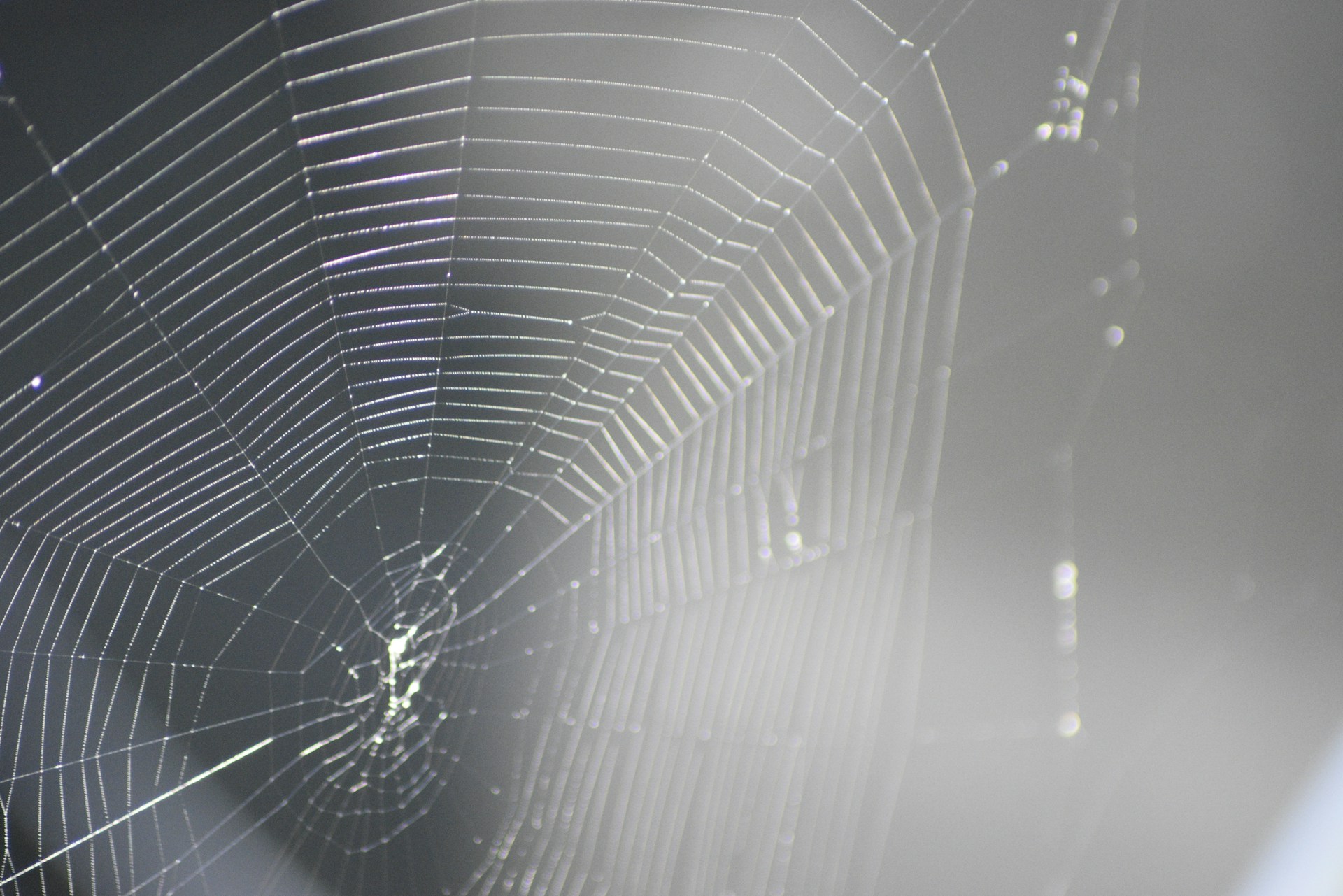 a close up of a spider web with water droplets