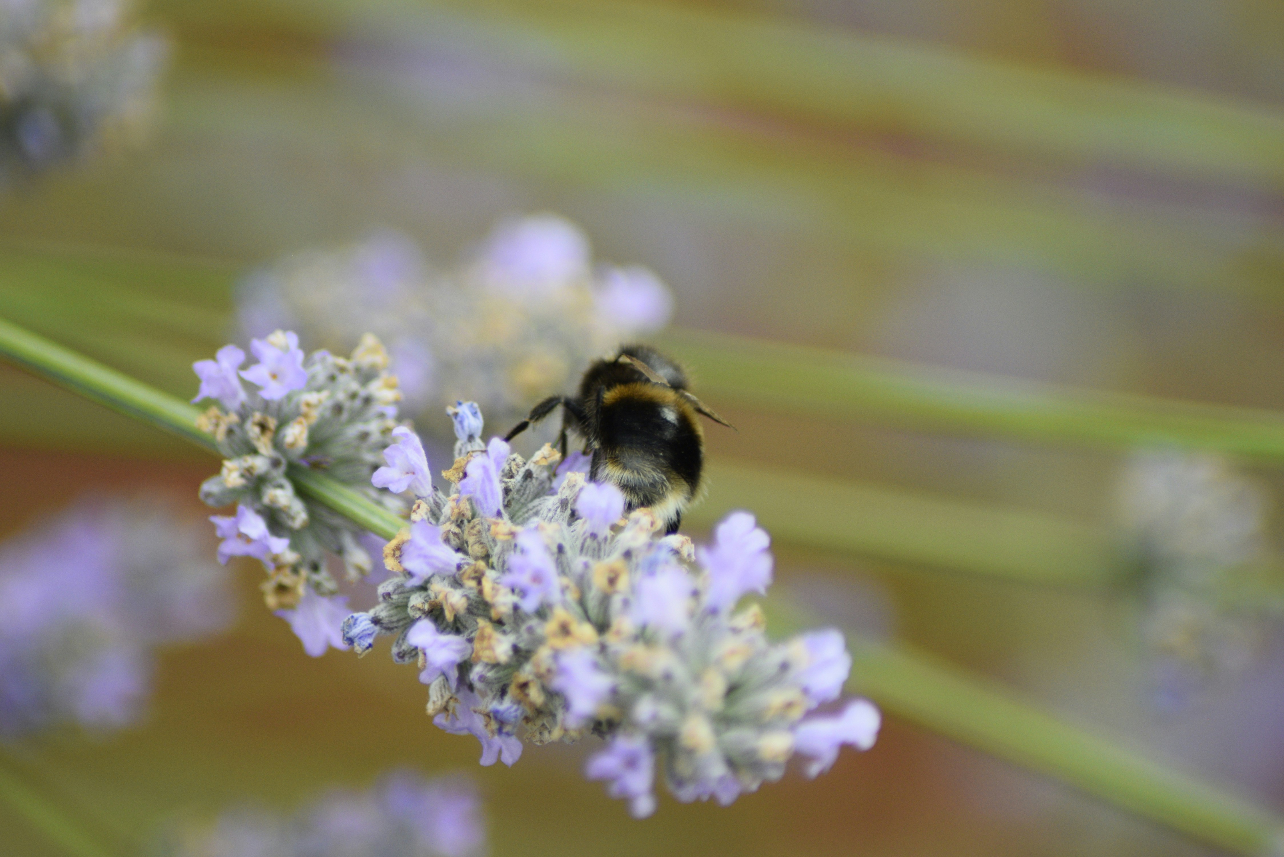 Photo by frankieremington