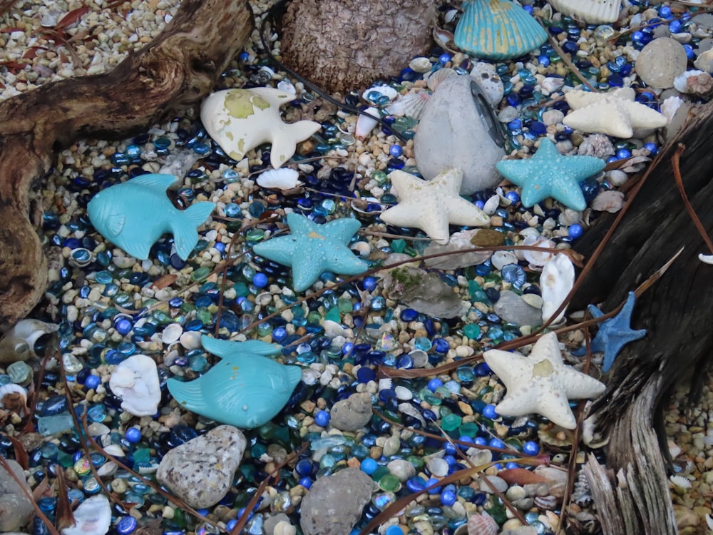 a close up of a beach with shells and starfish