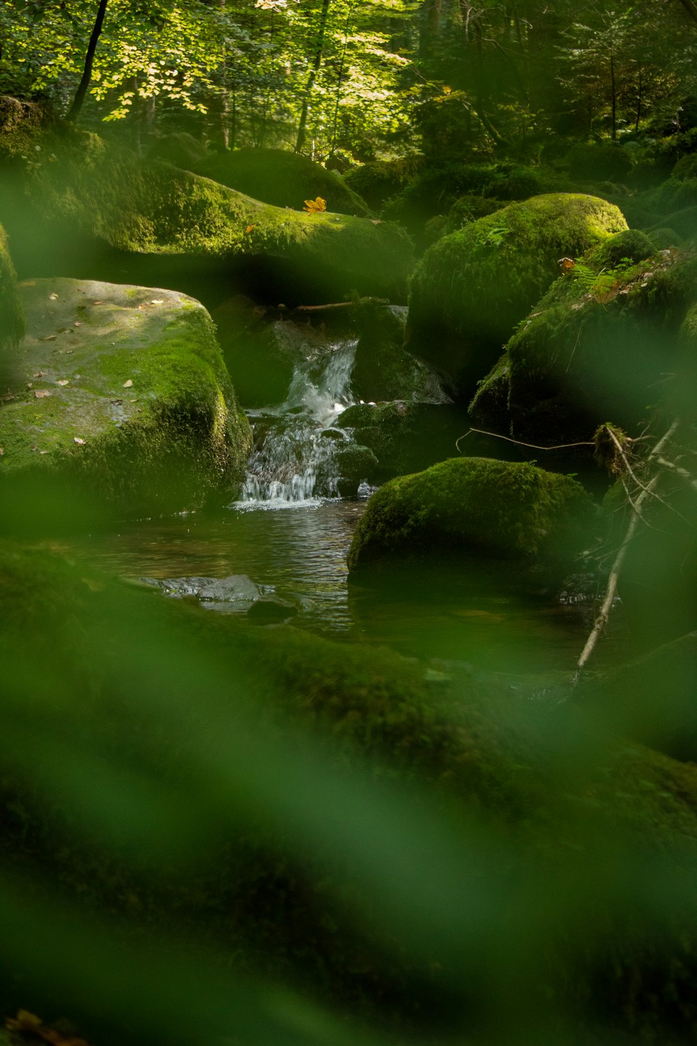 a stream running through a lush green forest