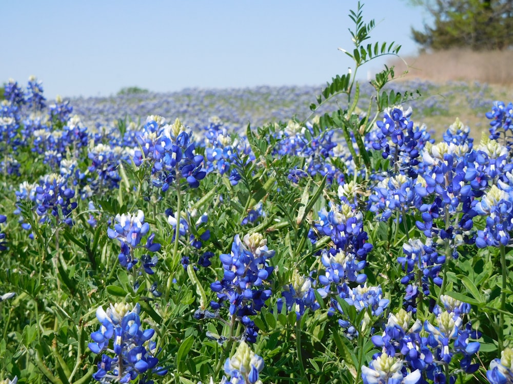 a field full of blue and white flowers