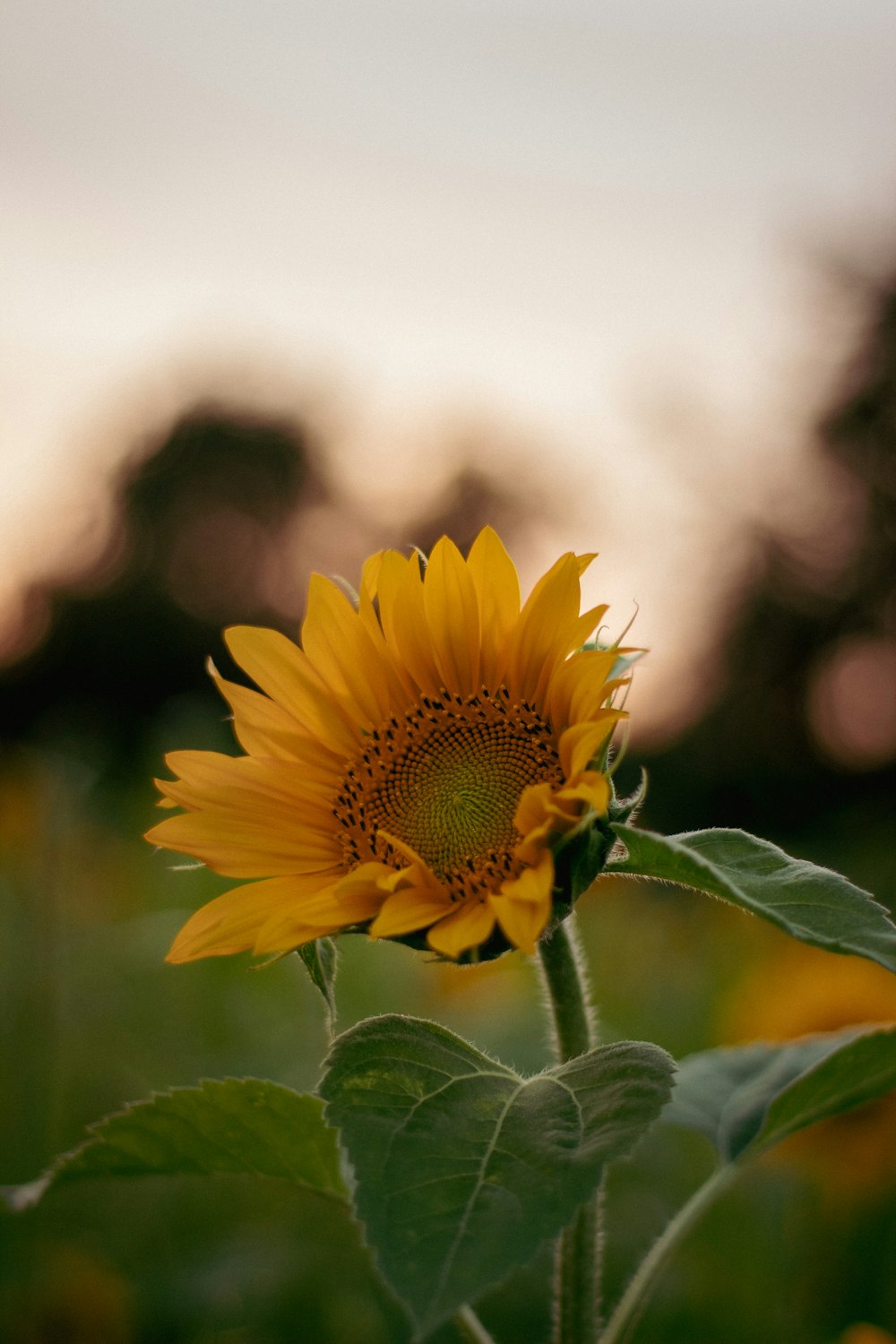 a sunflower in a field of green grass