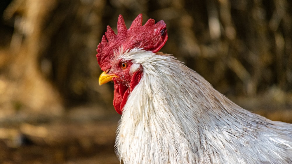 a close up of a rooster with a tree in the background