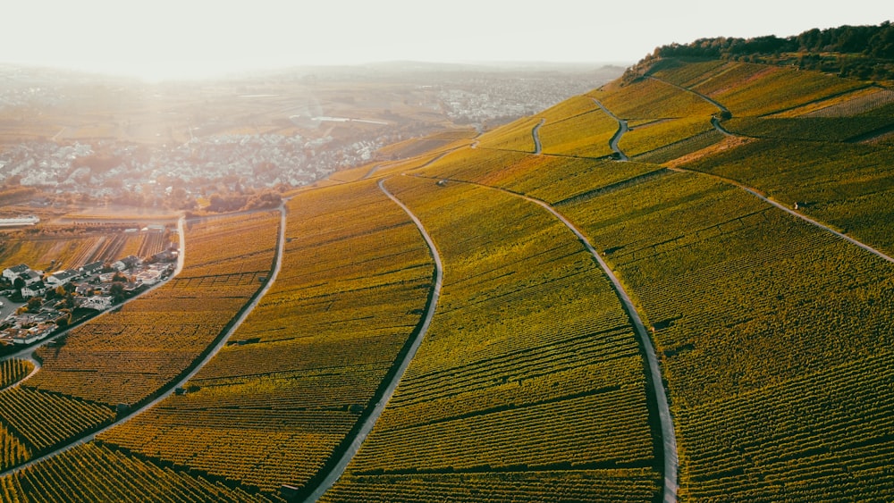 an aerial view of a vineyard in the countryside