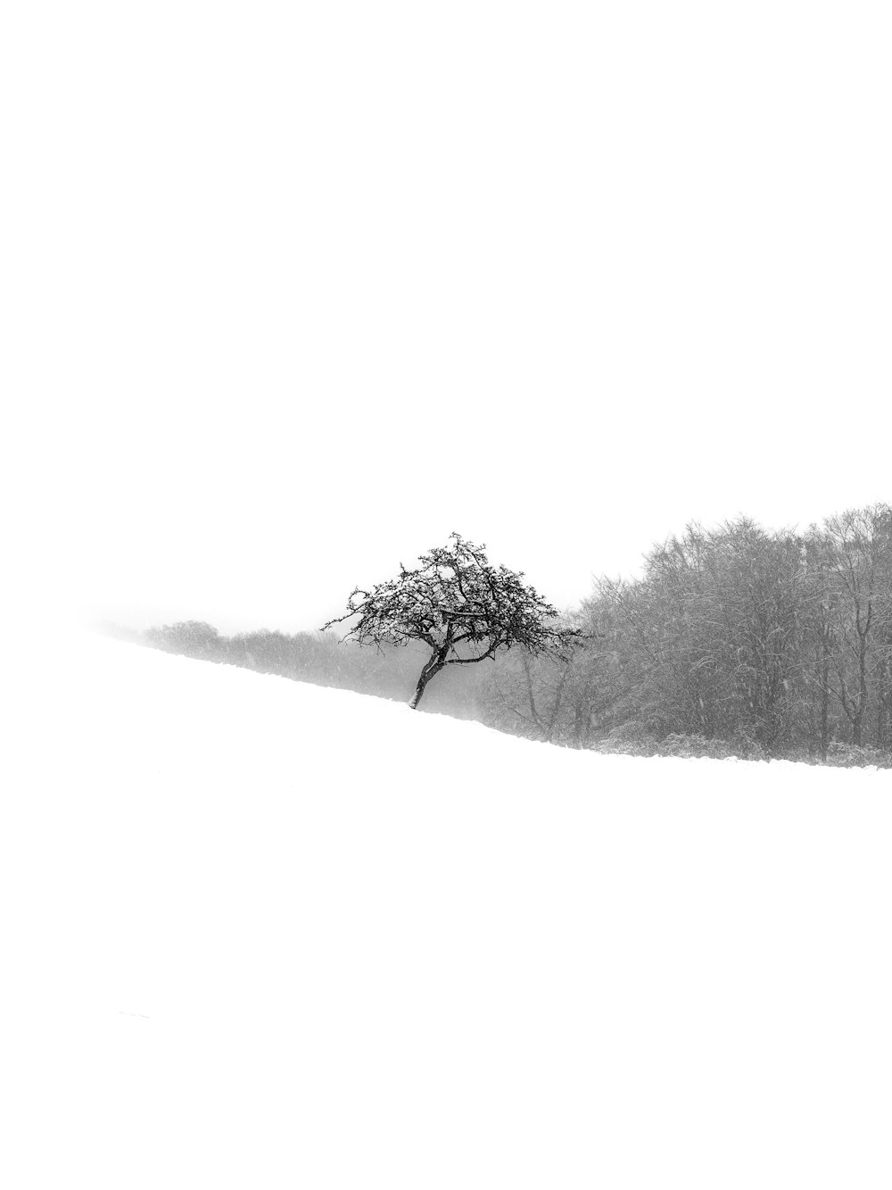 a lone tree in the middle of a snowy field