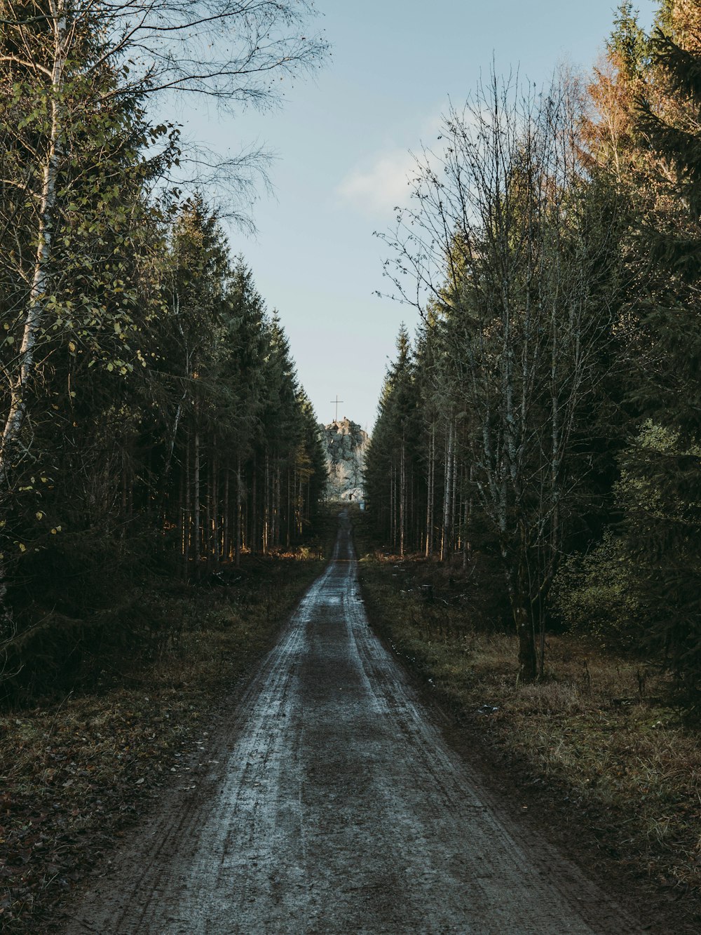 a dirt road in the middle of a forest