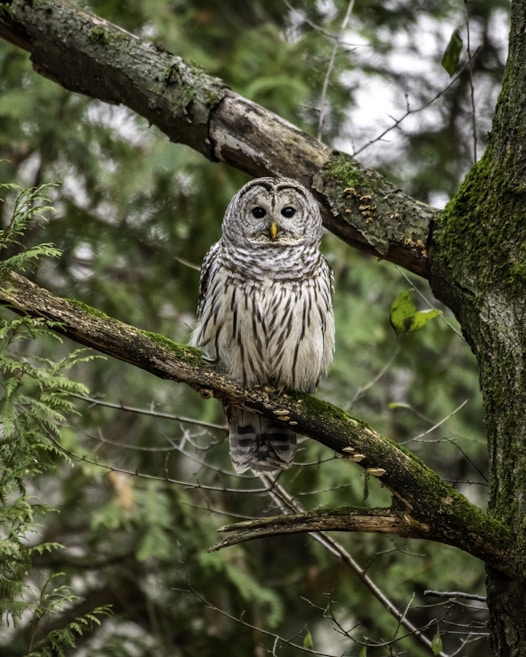 A barred owl is perched on a tree branch amidst a lush green forest background. The owl's feathers display a pattern of dark and light stripes, with dark eyes and a sharp beak. The surrounding tree branches have visible moss and leaves, emphasizing a natural woodland setting.