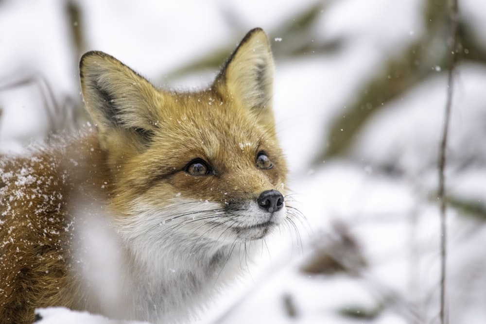 a close up of a fox in the snow