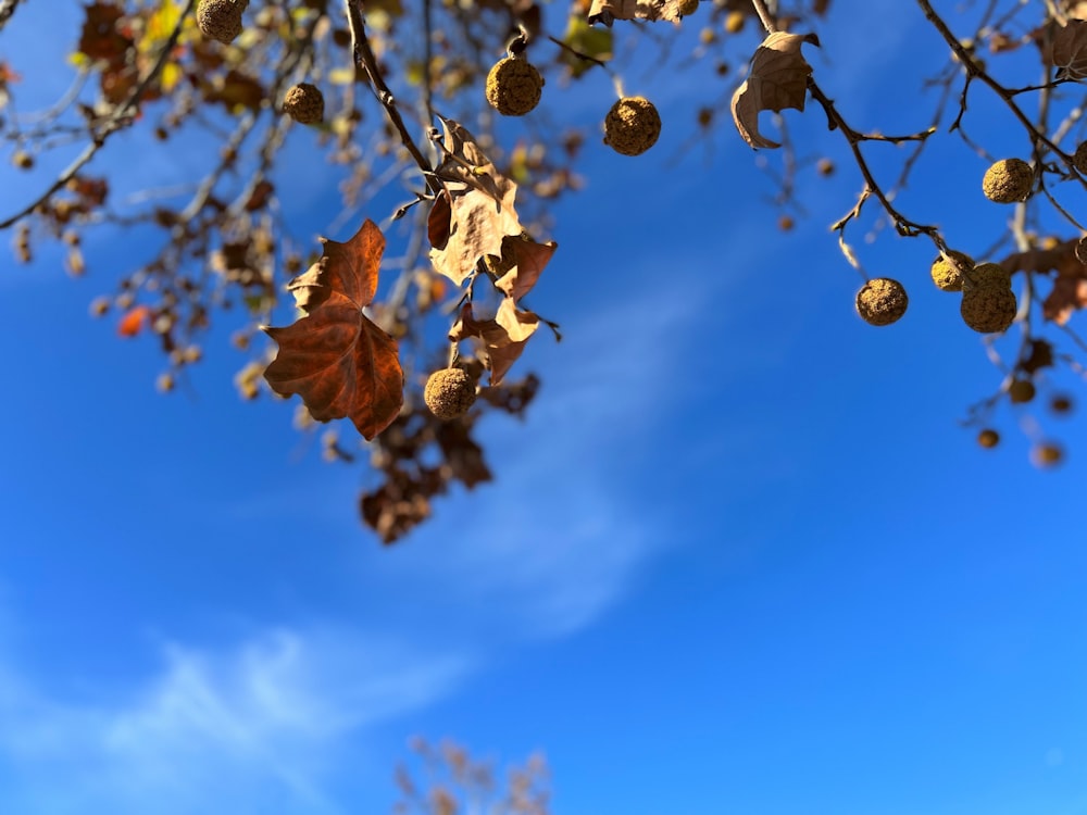 leaves and nuts hanging from a tree with a blue sky in the background