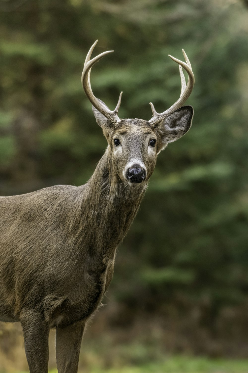 a close up of a deer with antlers on it's head