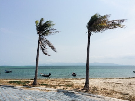 two palm trees blowing in the wind on a beach