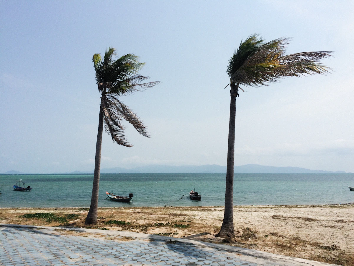 Two palm trees bending in strong wind on a stormy beach