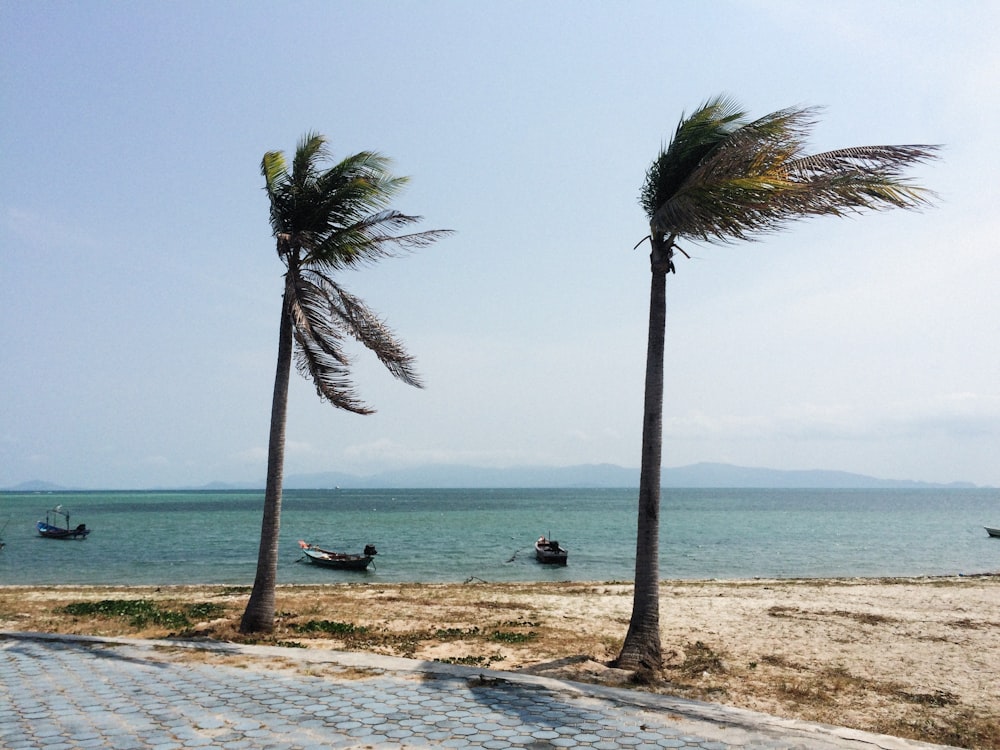 Deux palmiers soufflant au vent sur une plage