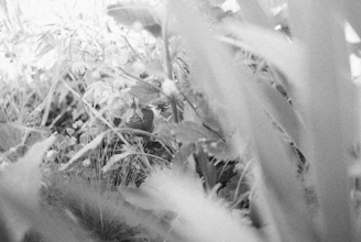 A close-up of educational printables featuring animals and plants.