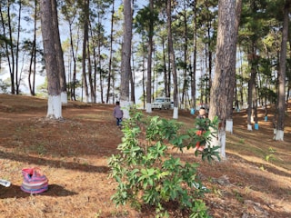 Campers pulling a wooden handcart along a forest trail under tall pine trees