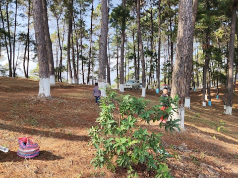 Campers pulling a wooden handcart along a forest trail under tall pine trees