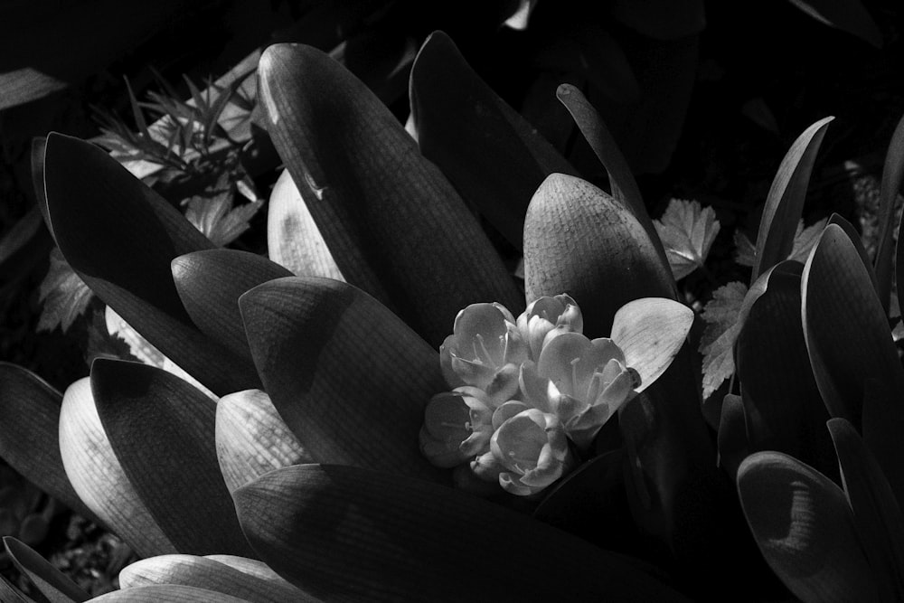 Una foto en blanco y negro de una flor