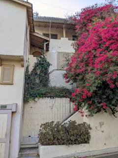 Charming whitewashed house with vibrant bougainvillea climbing the walls
