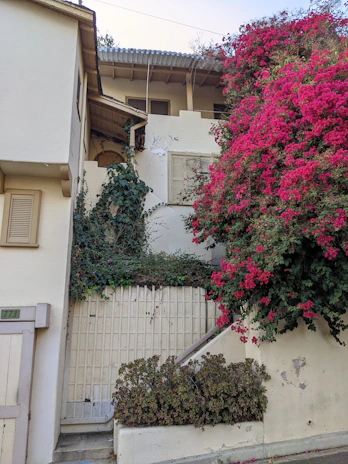 Charming whitewashed house with vibrant bougainvillea climbing the walls