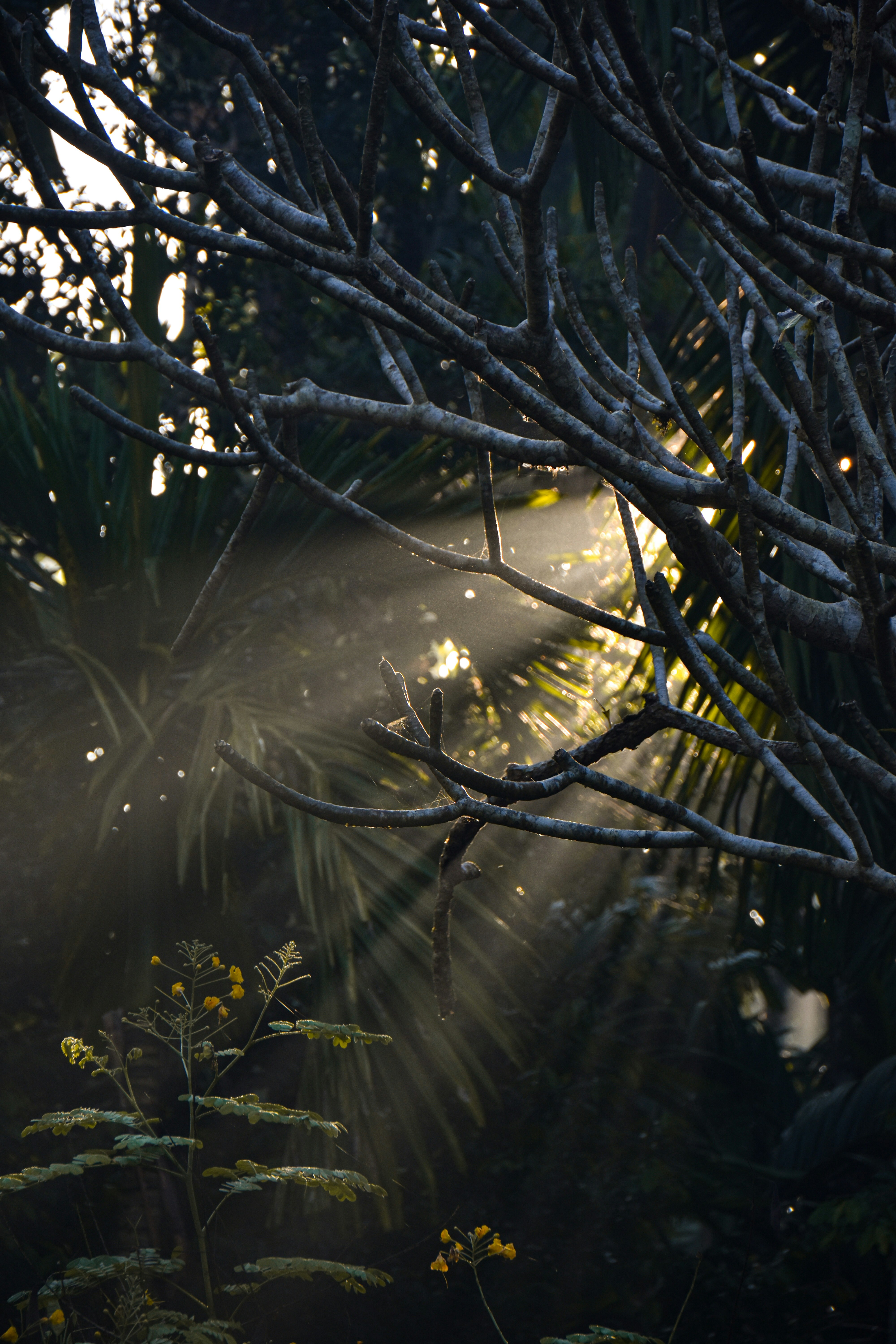 Photo by chandanshastri