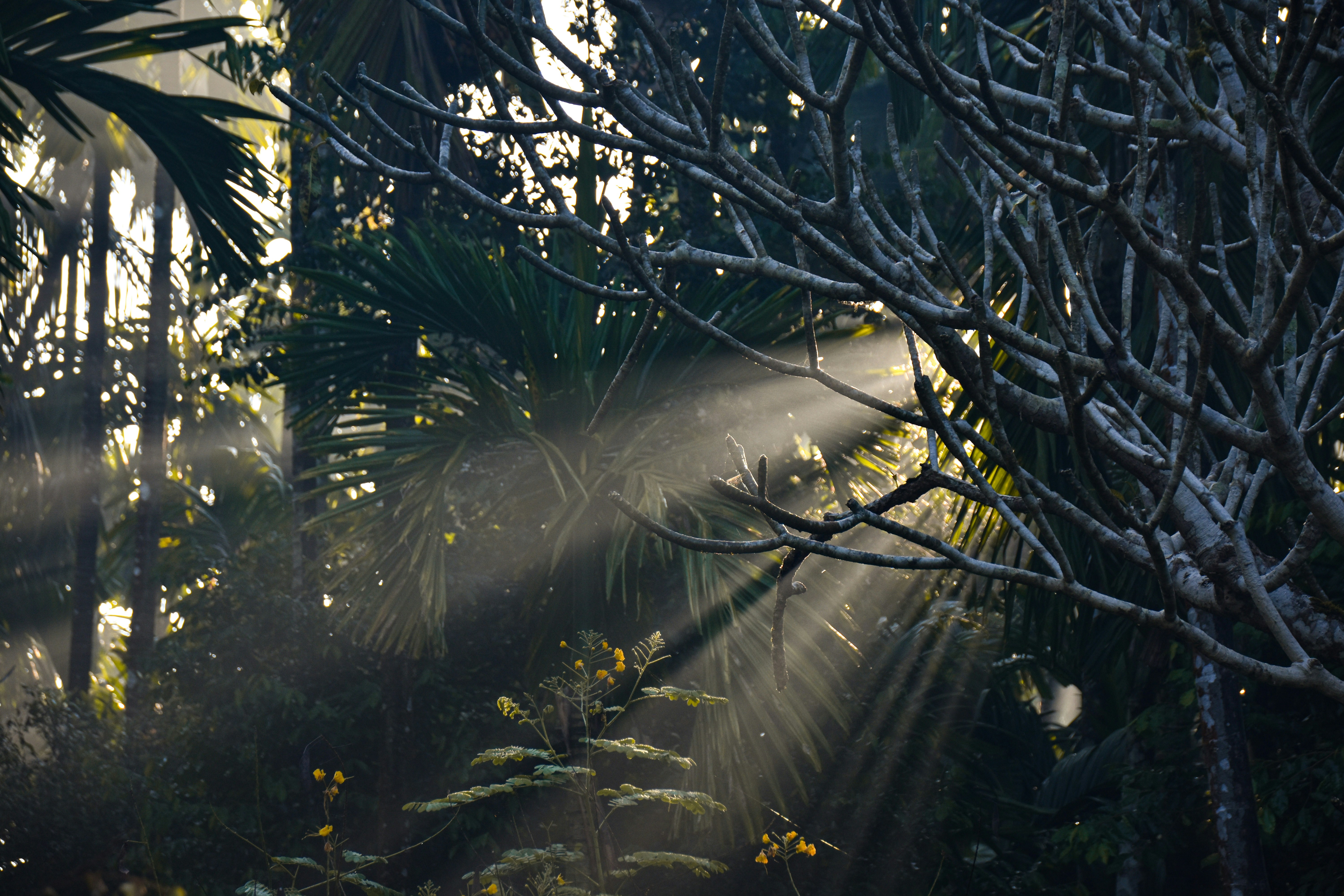 Photo by chandanshastri