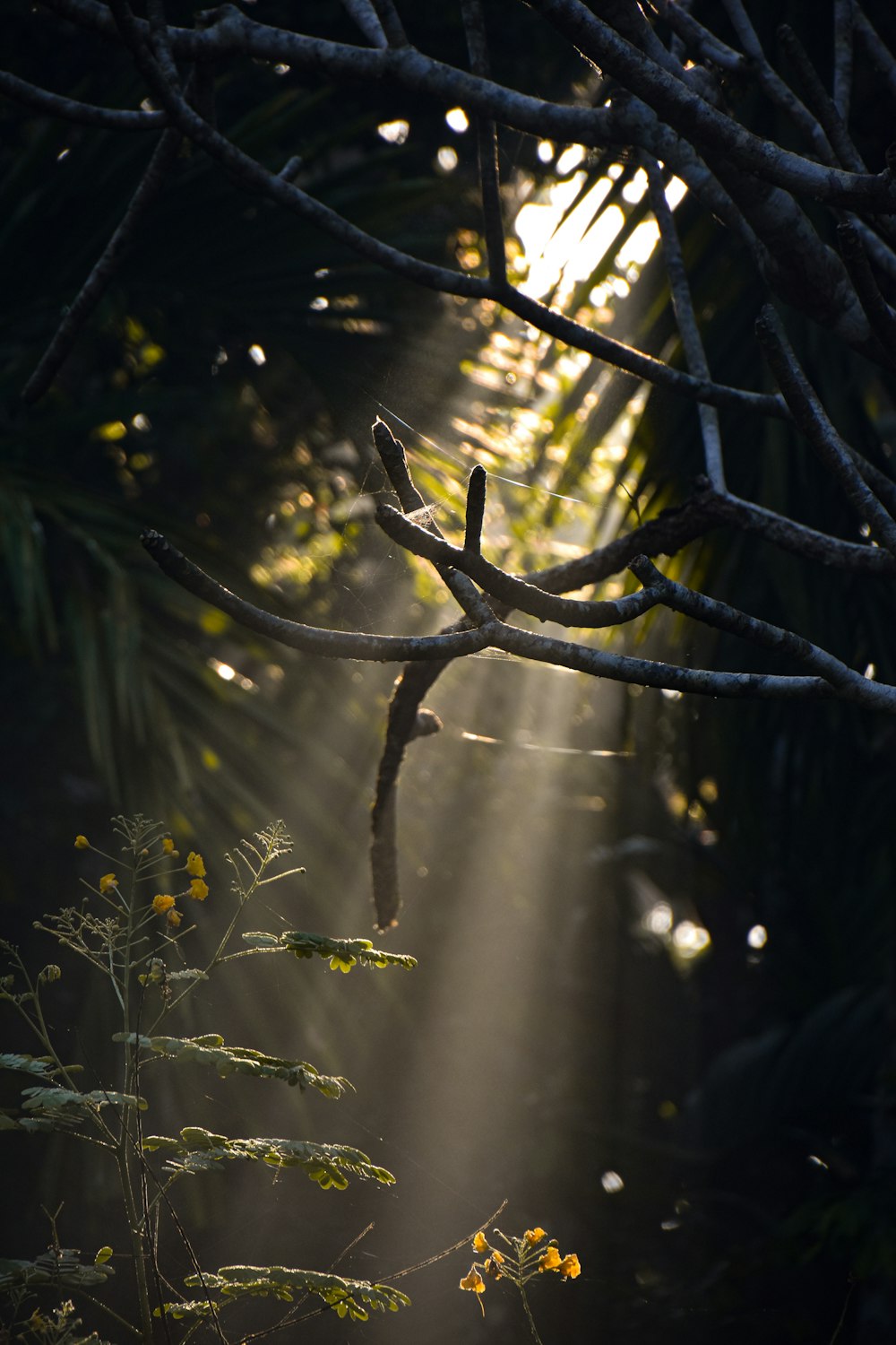 a bird flying through a forest filled with lots of trees