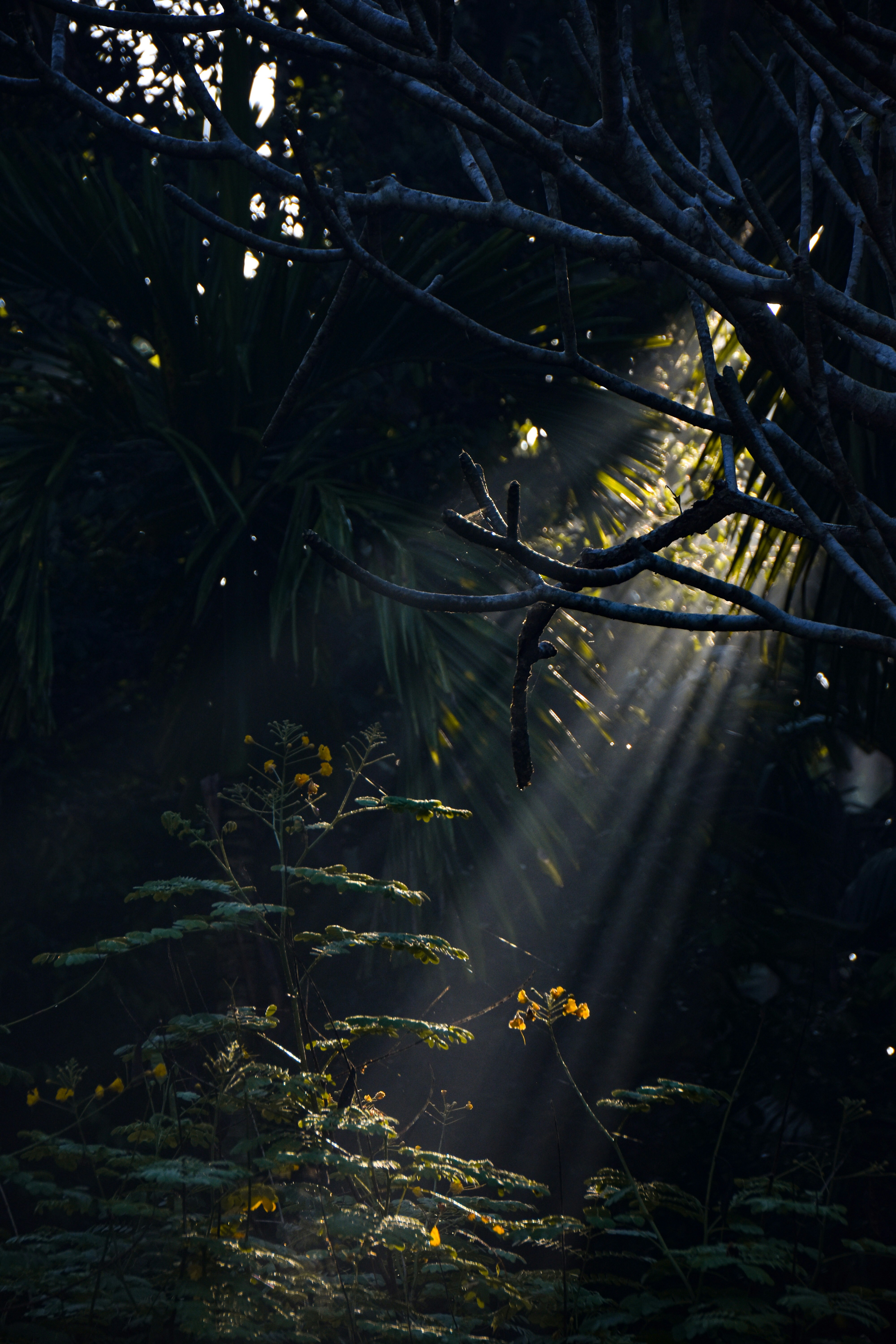 Photo by chandanshastri