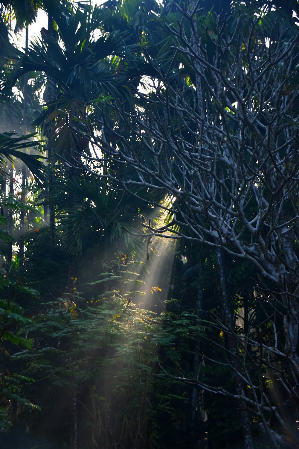 the sun is shining through the trees in the forest