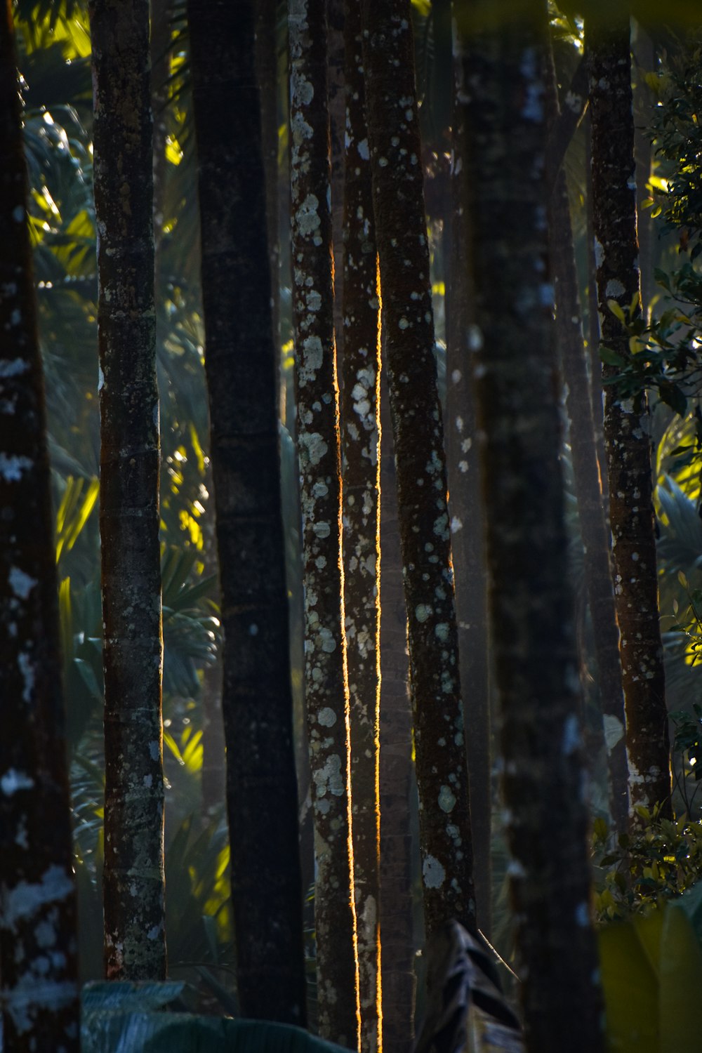 a forest filled with lots of tall trees