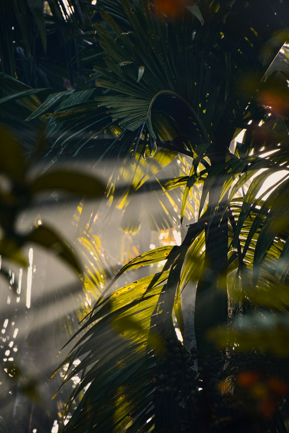 the sun shines through the leaves of a palm tree