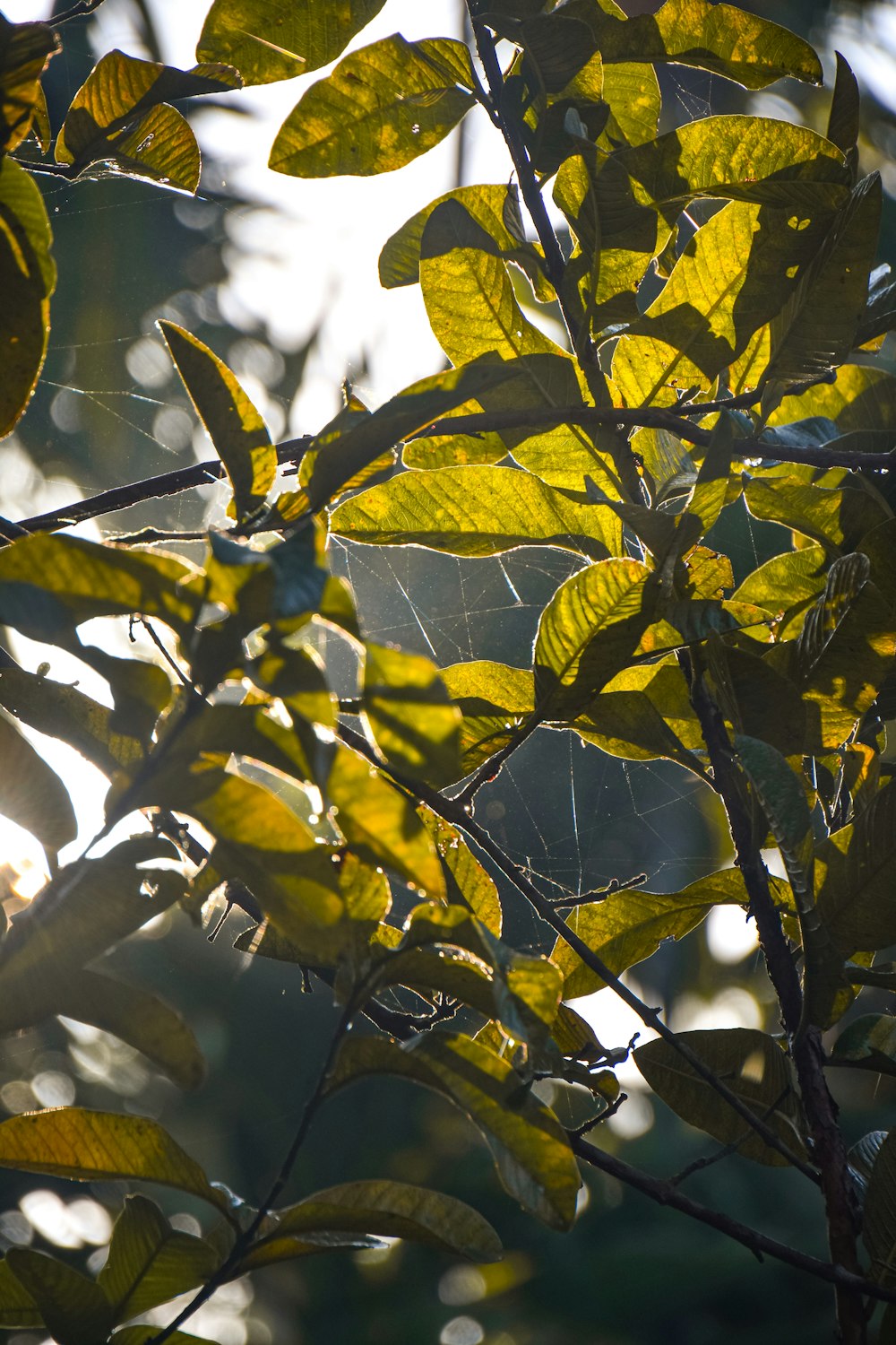 the leaves of a tree in the sunlight