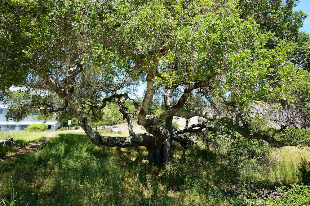 Un gran árbol en medio de un campo