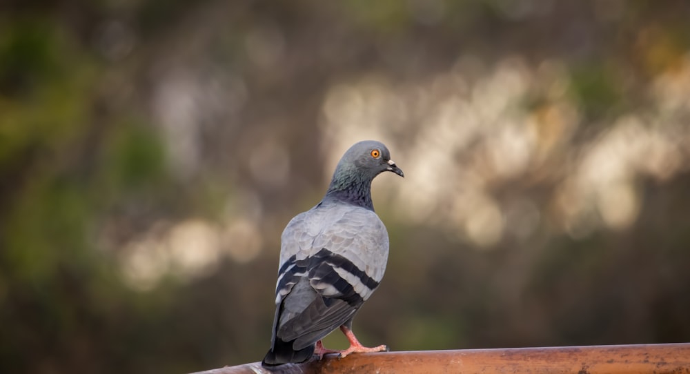 a pigeon sitting on a rail in front of trees