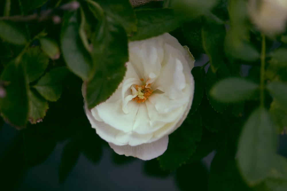 a white flower with green leaves around it