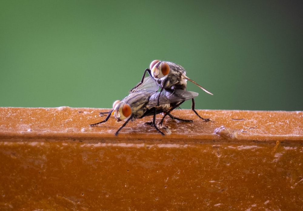 a couple of flies sitting on top of a wooden table