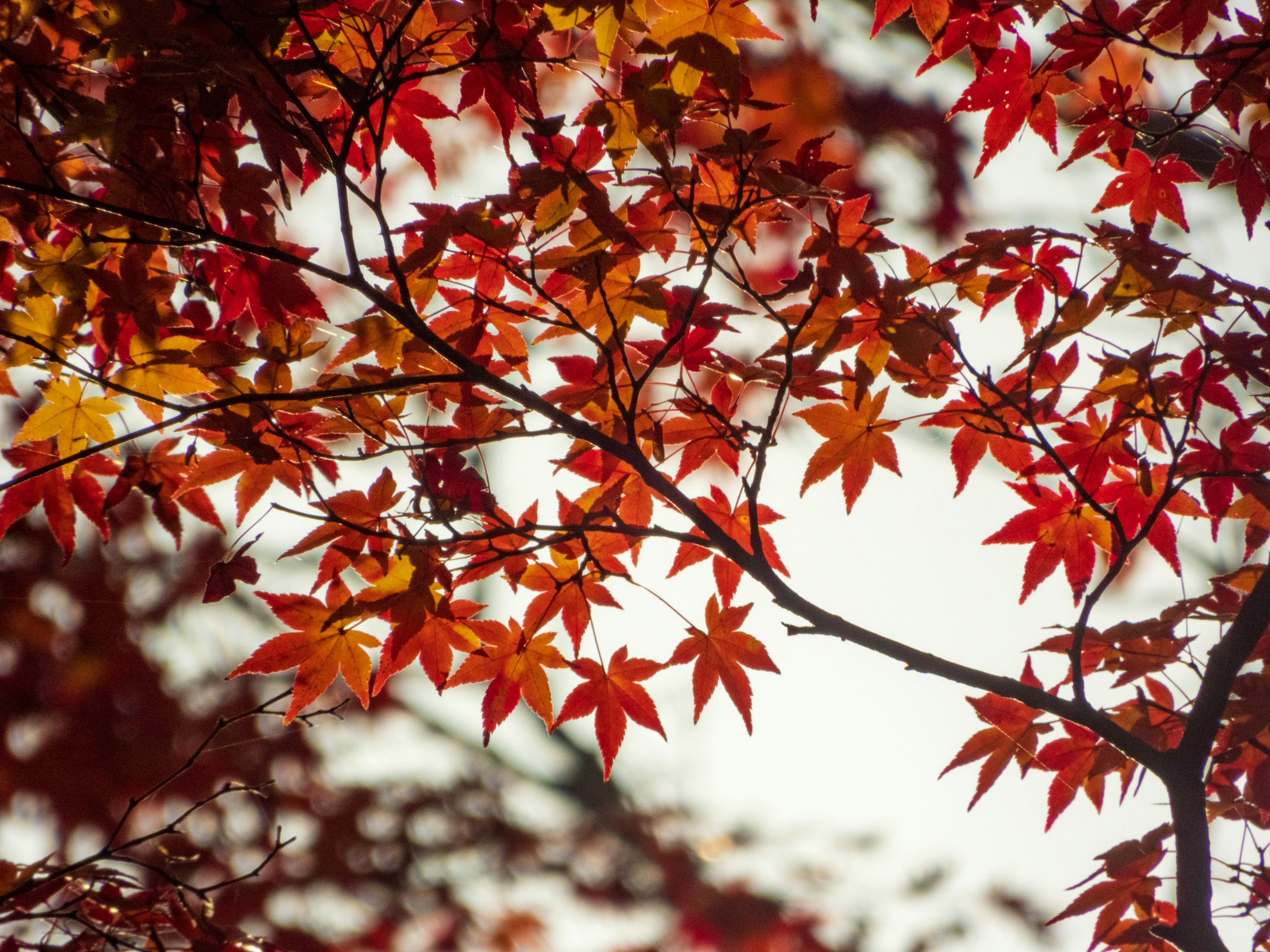 Photo by heppoko_yama