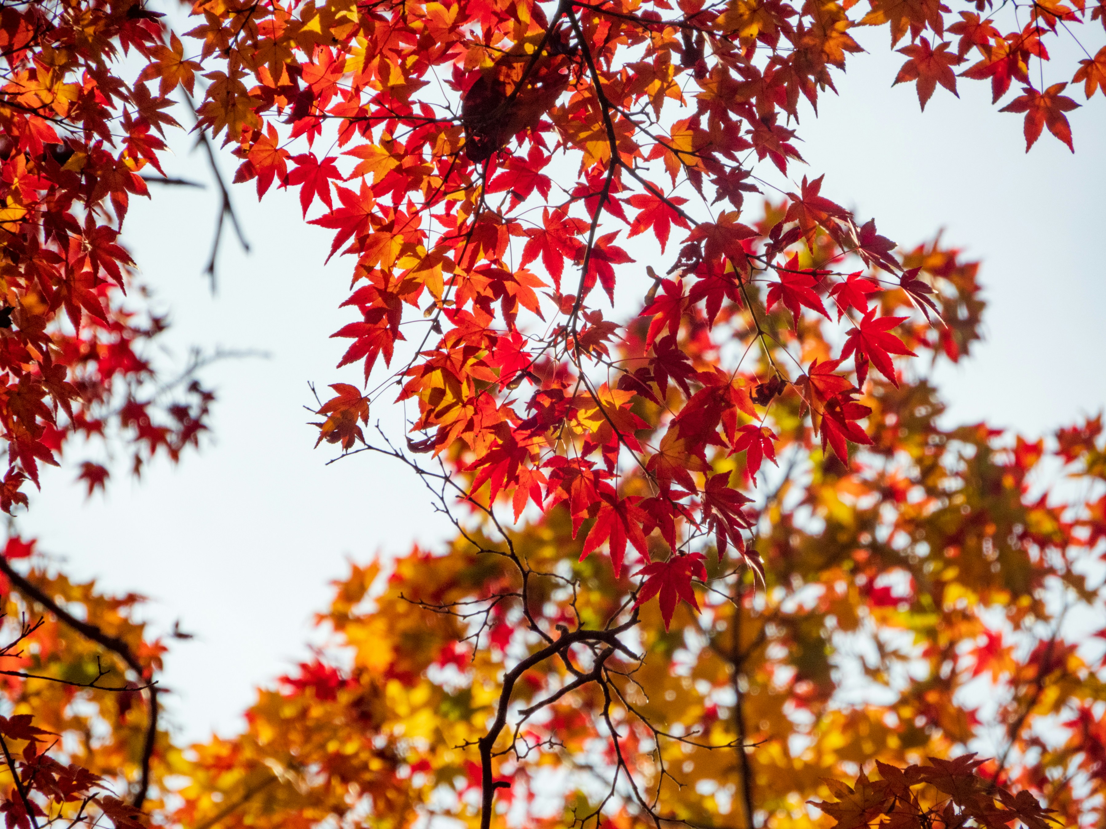 Photo by heppoko_yama