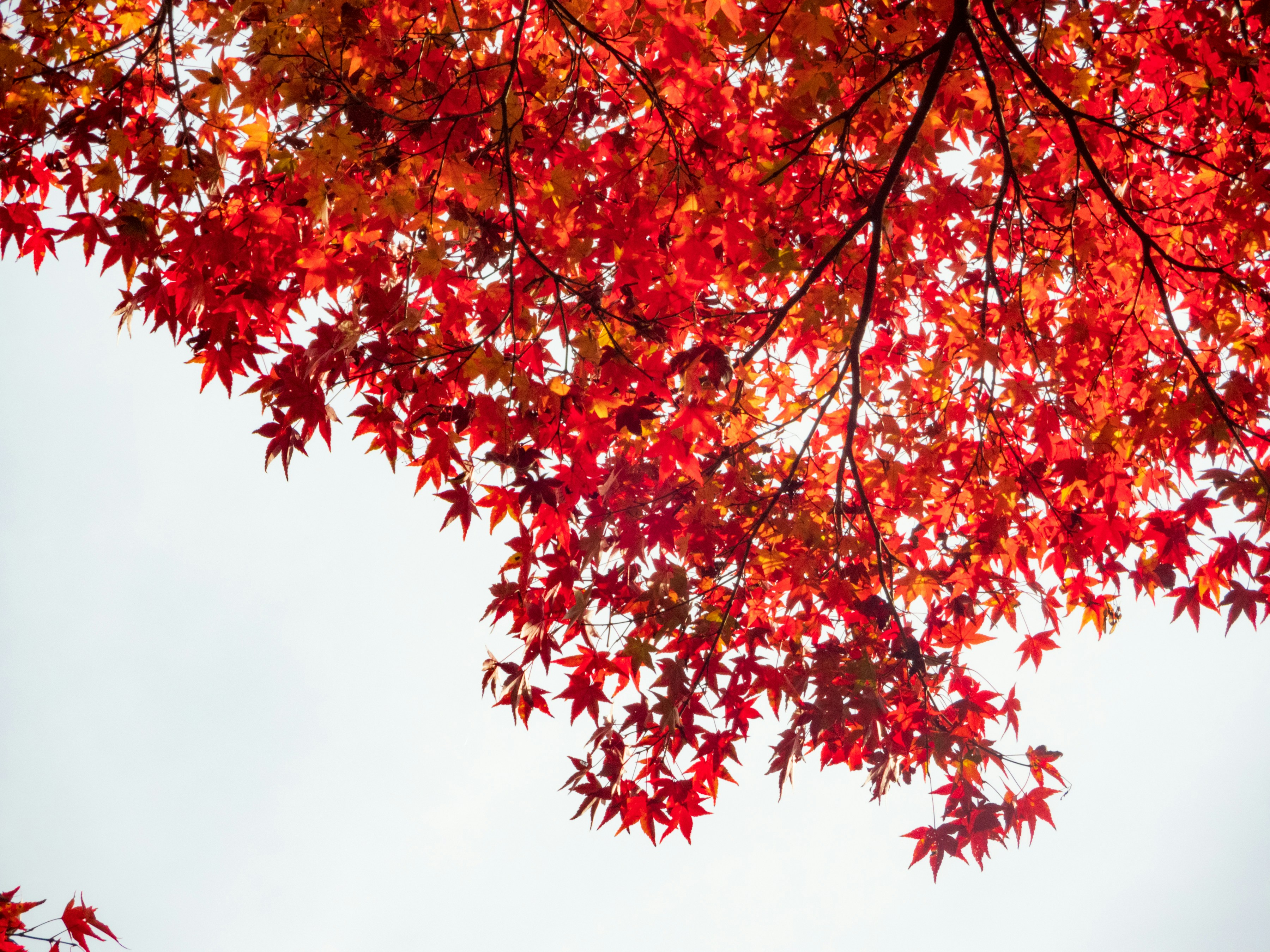 Photo by heppoko_yama