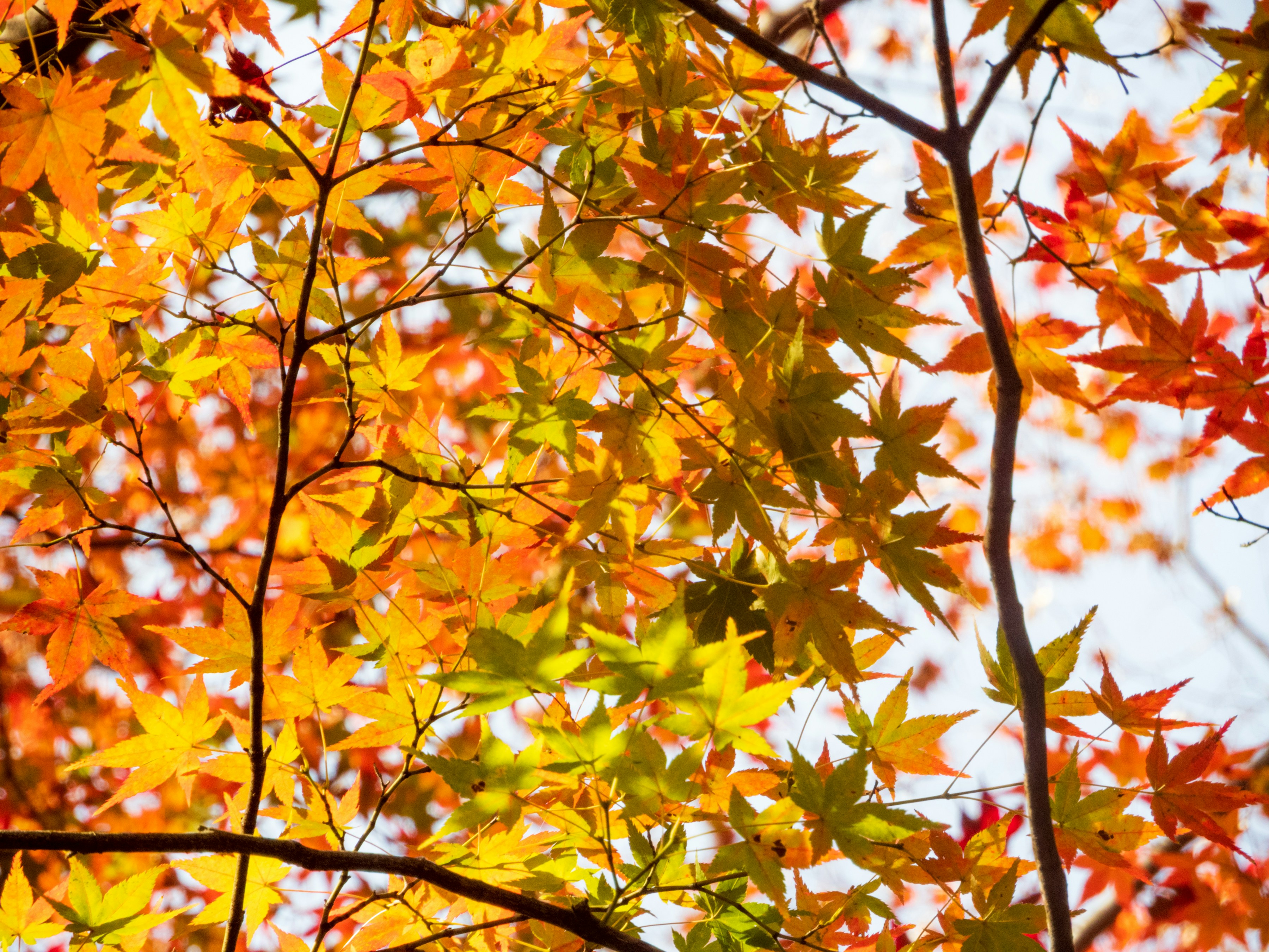 Photo by heppoko_yama