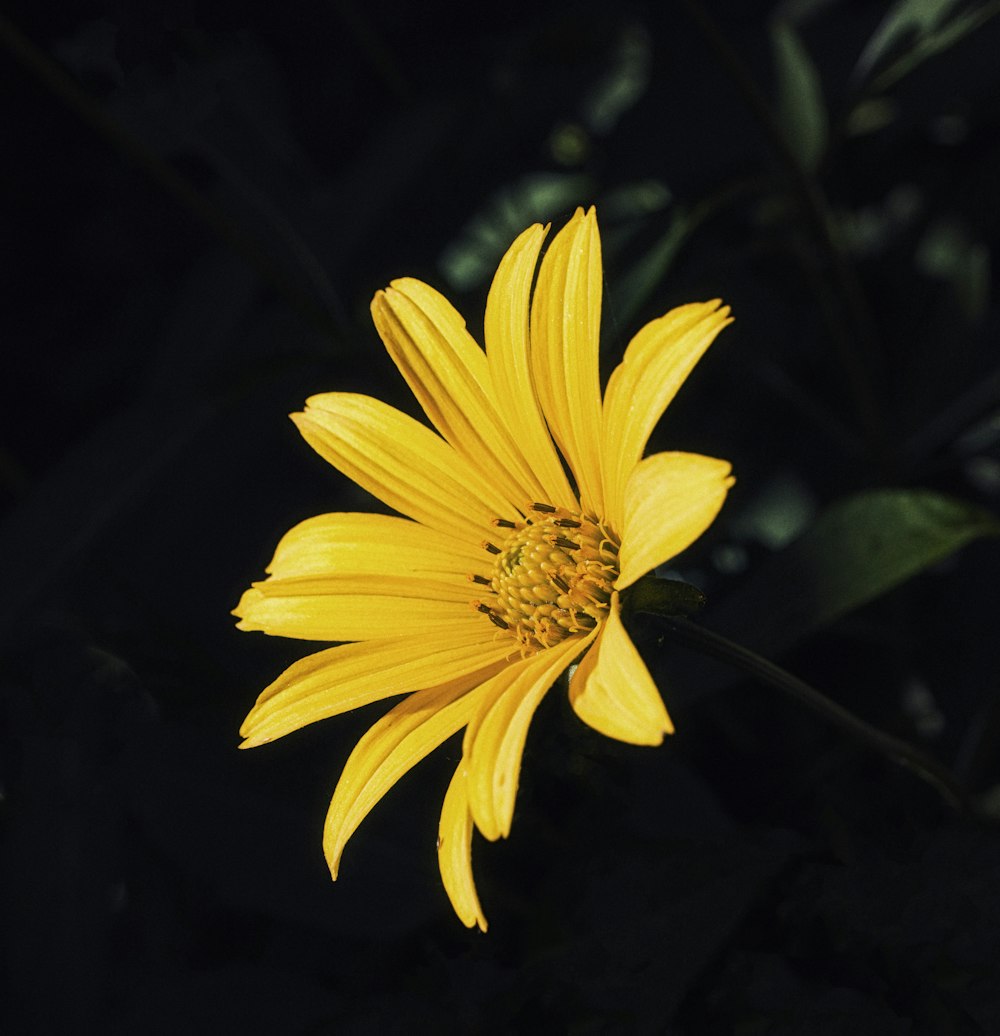 a yellow flower with a dark background