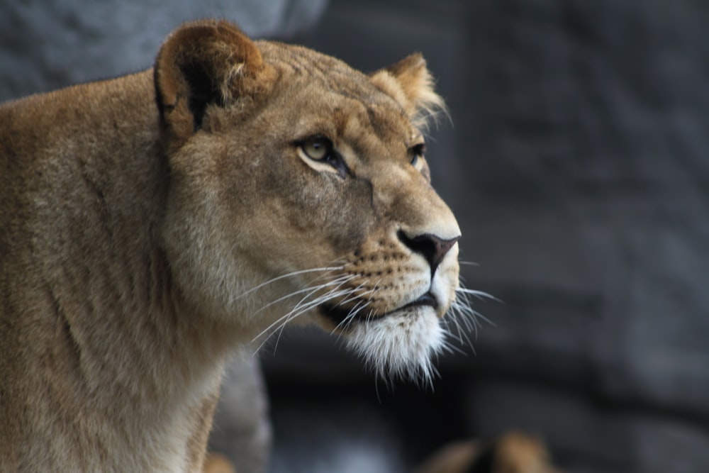 a close up of a lion near a rock wall