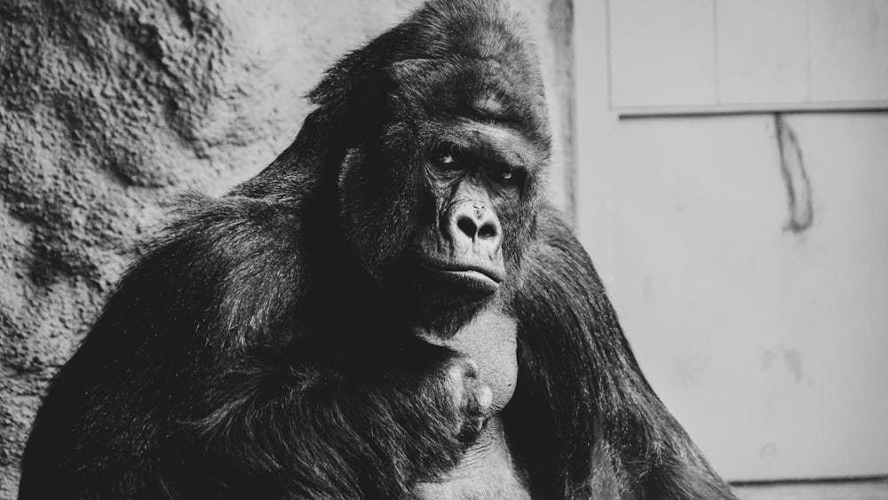a large gorilla standing next to a stone wall