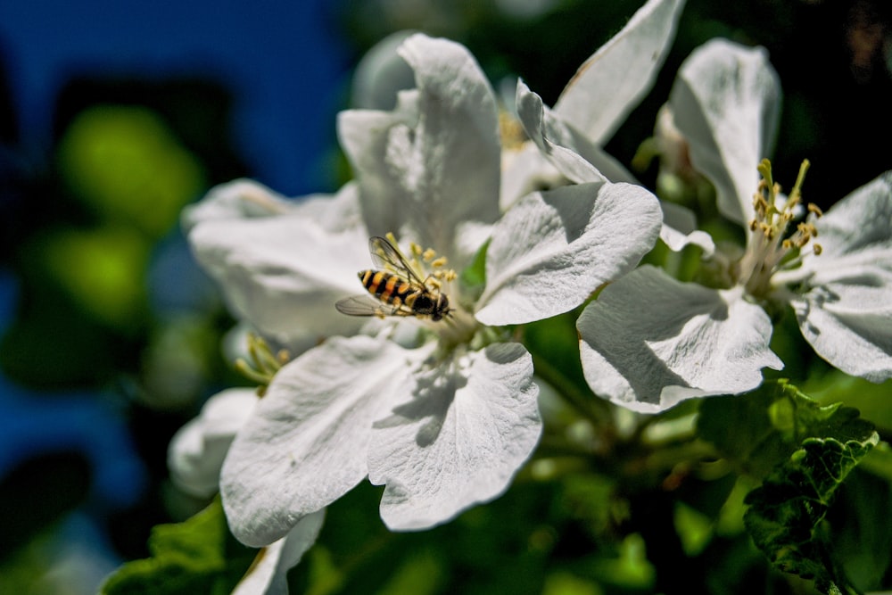 a bee sitting on top of a white flower