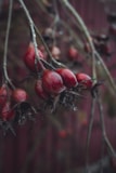 a bunch of red berries hanging from a tree