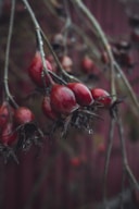 a bunch of red berries hanging from a tree