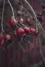 a bunch of red berries hanging from a tree