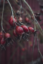 a bunch of red berries hanging from a tree