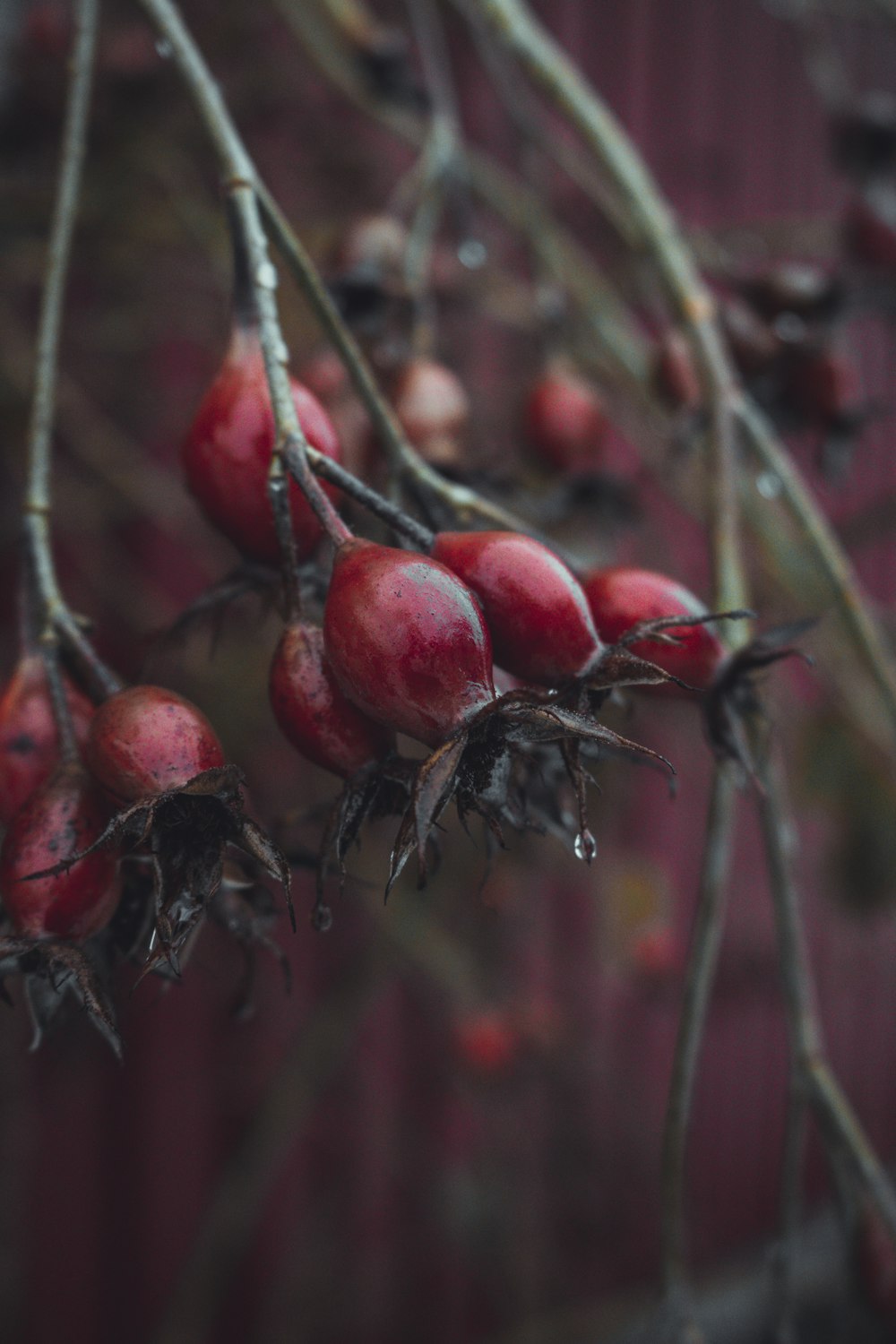 a bunch of red berries hanging from a tree