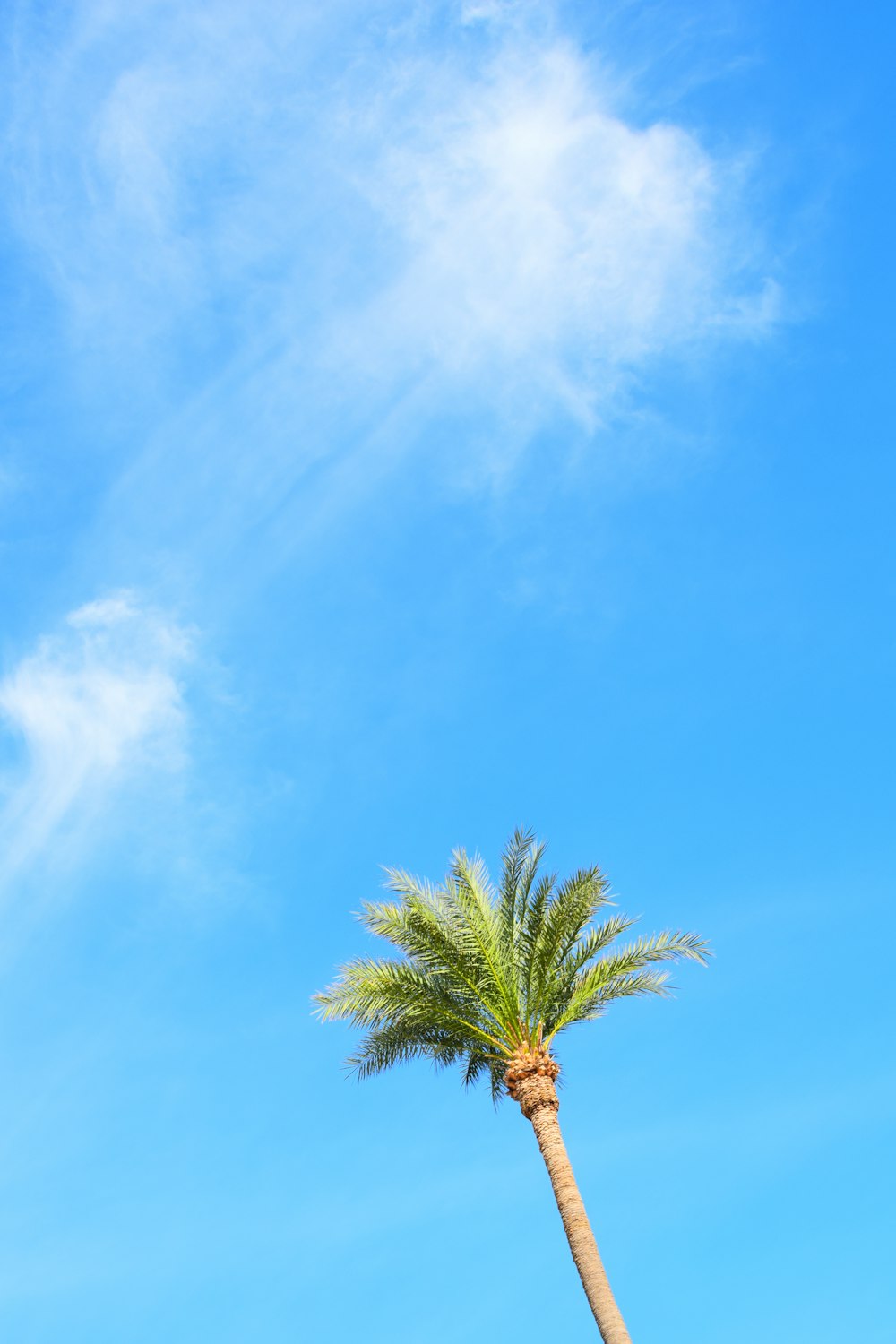 a palm tree with a blue sky in the background